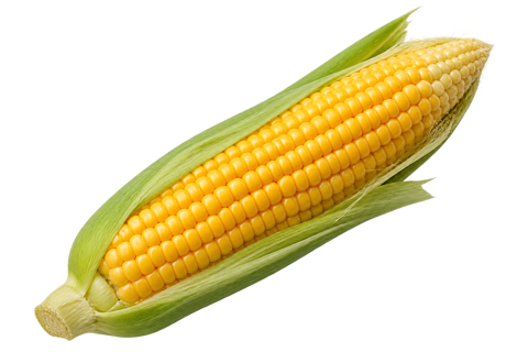 Corn on the cob