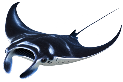 Manta ray