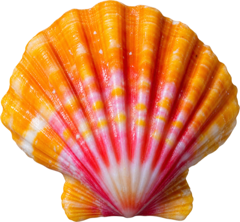 Sunrise shell