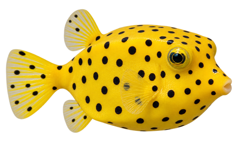 Yellow boxfish
